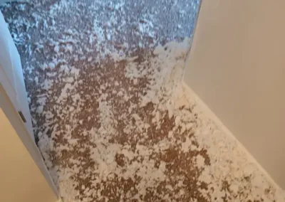 Expert Residential Cleaning